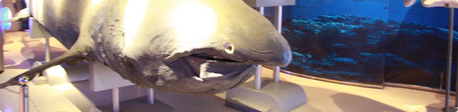 海洋生物标本馆