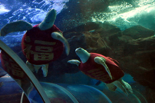 海底送福.jpg