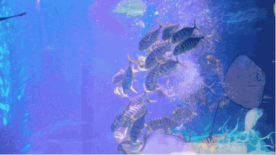 IMG_2171.GIF