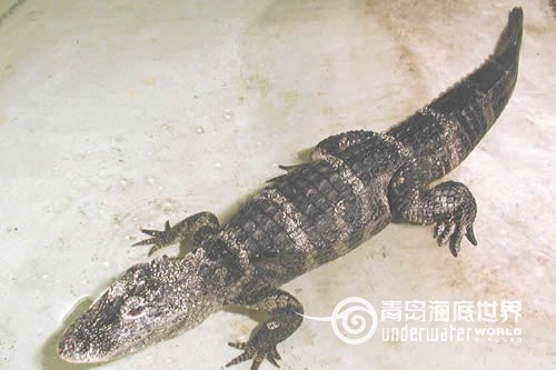 扬子鳄