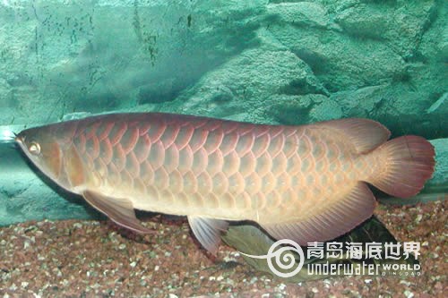 金龙鱼