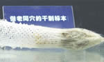 维纳斯摇篮