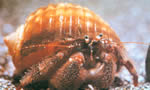 寄居蟹 Hermit Crab