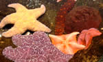 海星 Star Fish