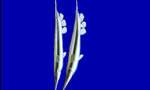 条纹虾鱼 Razorfish