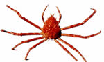 阚氏巨螯蟹 Giant Spider Crab