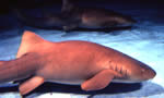 铰口鲨Nurse Shark