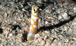黄环沙鳗 Splendid Garden Eel