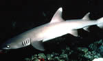 三齿鲨 Whitetip Reef Shark