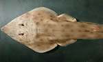台湾犁头鰩 Guitarfish