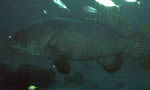 龙胆石斑鱼 Giant Grouper