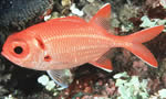 红锯鳞鳗 Scarlet Soldierfish