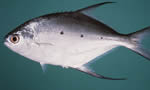 小斑鲳鲹 Smallspotted Dart