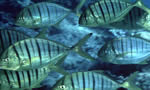 黄鹂无齿鲹  Golden Trevally