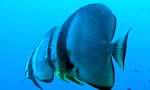 圆燕鱼 Orbicular Batfish