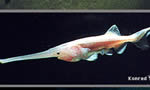 匙吻鲟 Paddlefish