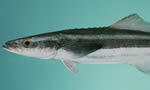 军曹鱼 Cobia