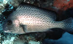 胡椒鲷 Painted Sweetlips