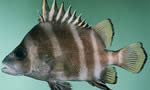 横带髭鲷 Painted Sweetlips