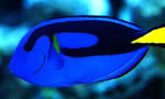 副刺尾鱼Blue Surgeonfish