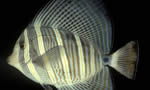 高鳍刺尾鱼 Sailfin Tang