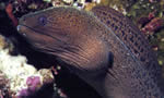 花斑裸胸鳝 Giant Moray