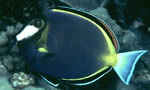 日本刺尾鱼  White-faced Surgeonfish