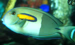 橙斑刺尾鱼 Orangespot Surgeonfish
