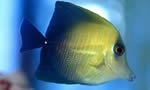 小高鳍刺尾鱼 Brown Sailfin Tang