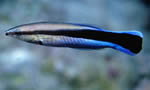 裂唇鱼 Bluestreak Cleaner Wrasse