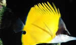 黄镊口鱼 Yellow Long-nosed Butterflyfish