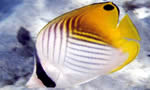 丝蝴蝶鱼 Threadfin Butterflyfish