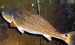 尾斑拟石首鱼 Red Drum