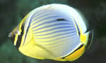 三带蝴蝶鱼 Melon Butterflyfish