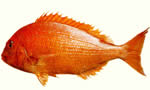 真鲷 Red Seabream