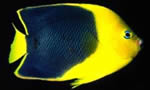 二色刺尻鱼    Two-clored Anglefish