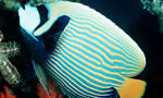 主刺盖鱼    Emperor Anglefish