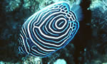 主刺盖鱼    Emperor Anglefish