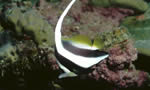 马夫鱼 Bannerfish