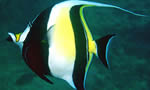 镰鱼 Moorish Idol