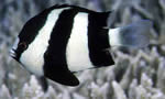 宅泥鱼 White-tailed Damselfish