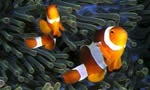 三带双锯鱼 Clown Anemonefish