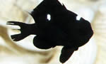 三斑宅泥鱼    Threepot Damselfish
