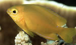 黄雀鲷    Molucca Damsel