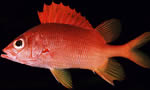 尖吻棘鳞鳗 Scarlet-fin Squirrelfish 