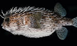 密斑刺鲀Porcupinefish
