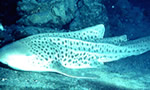 豹纹鲨 Zebra Shark