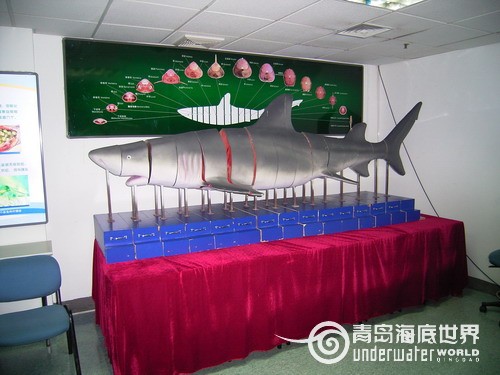 海洋课堂