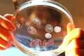 水母“小精灵”绽放岛城