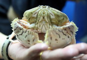 金秋蟹最肥   海底蟹更美
